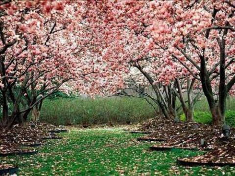La primavera&hellip;
