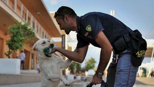 Corsi di specializzazione per conduttore cinofilo