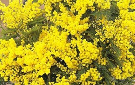 8 MARZO FESTA DELLA DONNA 