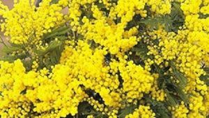 8 MARZO FESTA DELLA DONNA 