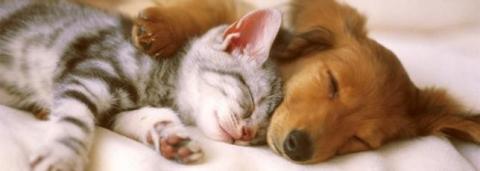 ANIMALI ABBANDONATI - il numero verde per aiutarli è 800.137.079